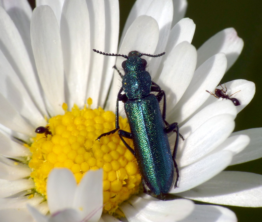 Psilothrix viridicoerulea con formichine Monomorium sp.